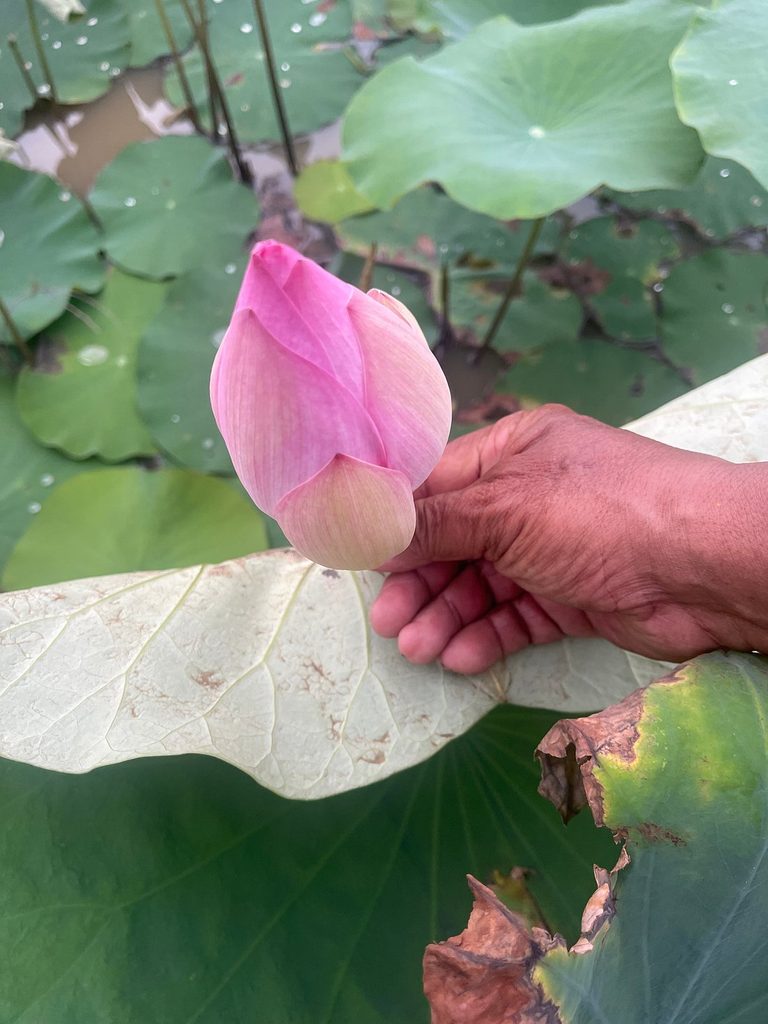 A weathered hand holding a single lotus bud near Siem Reap